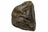Fossil Triceratops Shed Tooth - Montana #350712-1